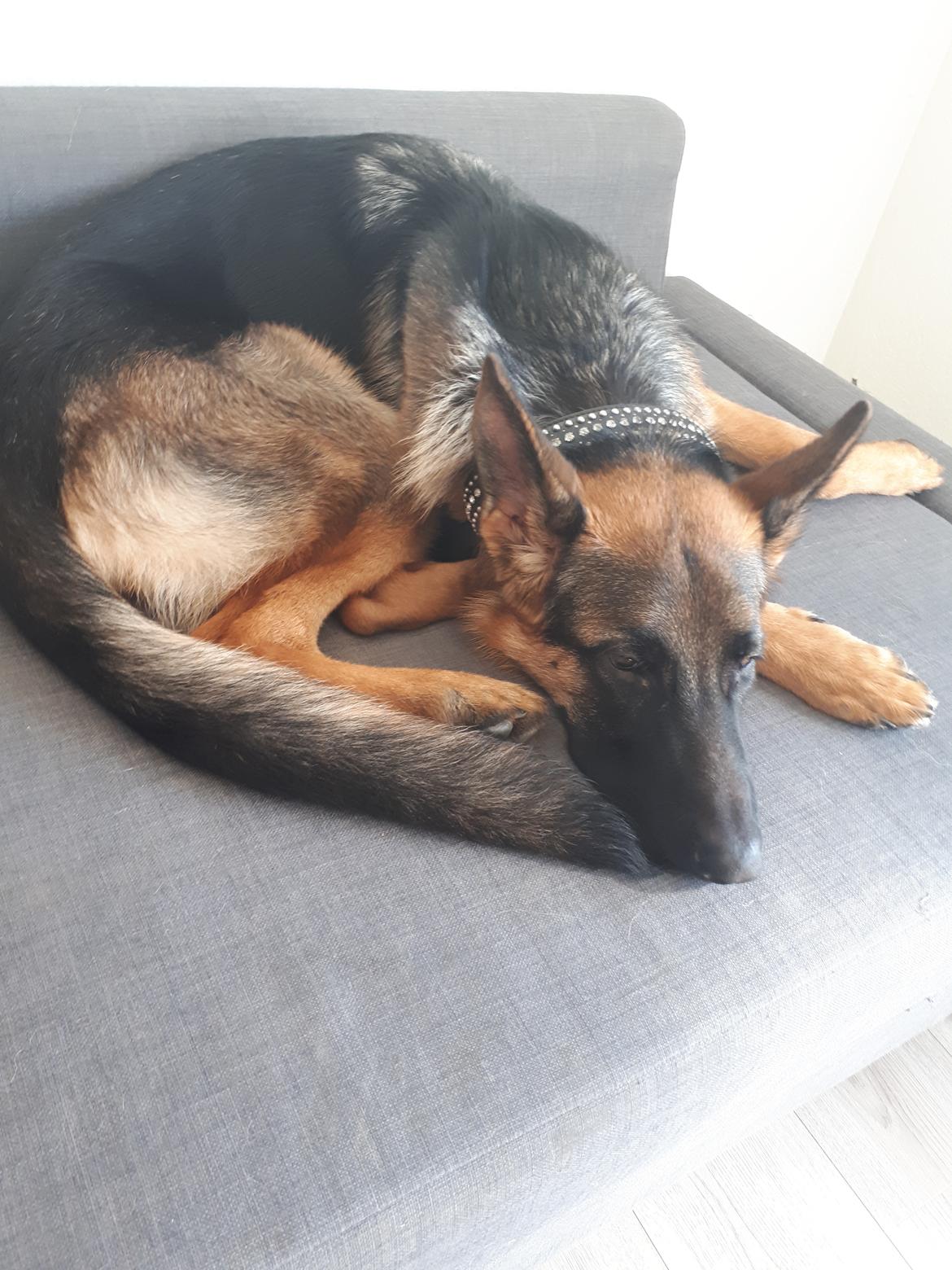 Schæferhund Santo jr. billede 38