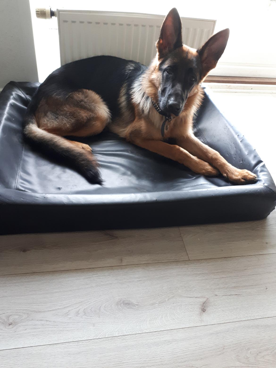 Schæferhund Santo jr. - 8 mdr billede 37