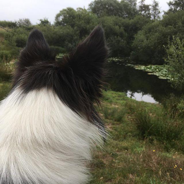 Border collie Penny billede 10