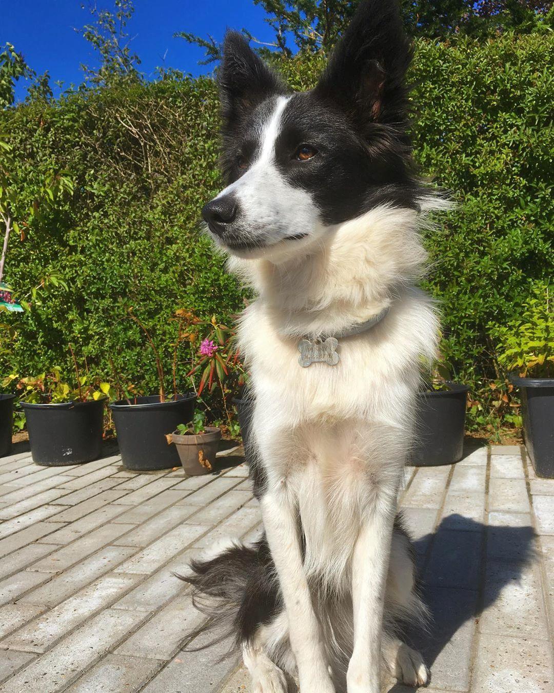 Border collie Penny billede 1