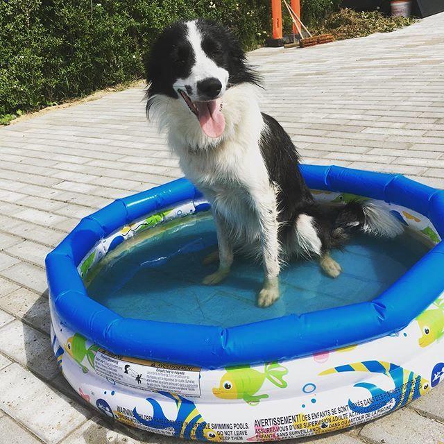 Border collie Penny billede 18