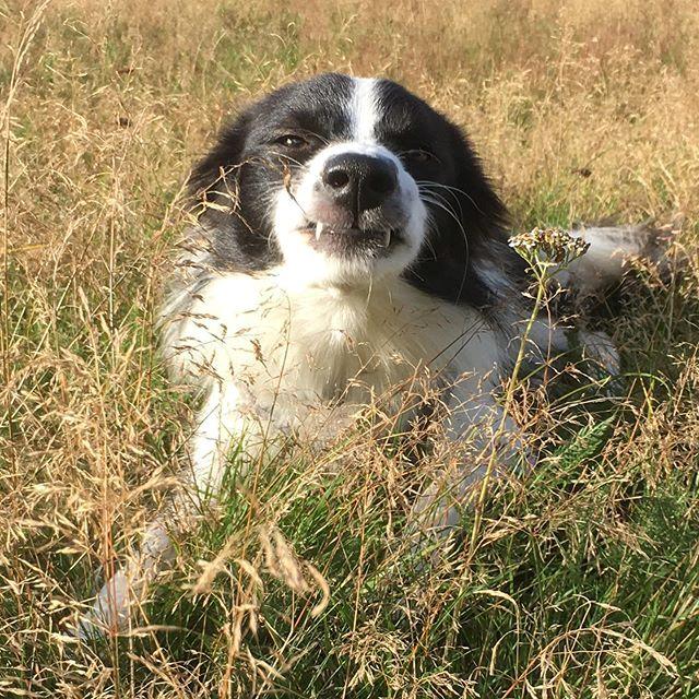 Border collie Penny billede 21