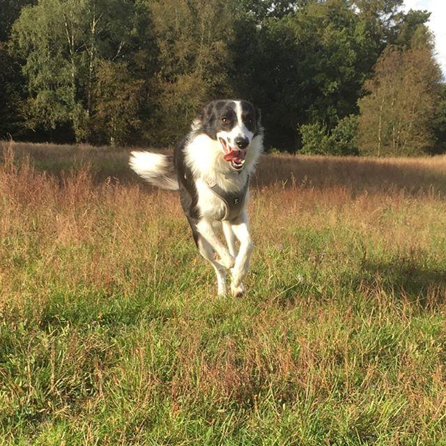 Border collie Penny billede 23