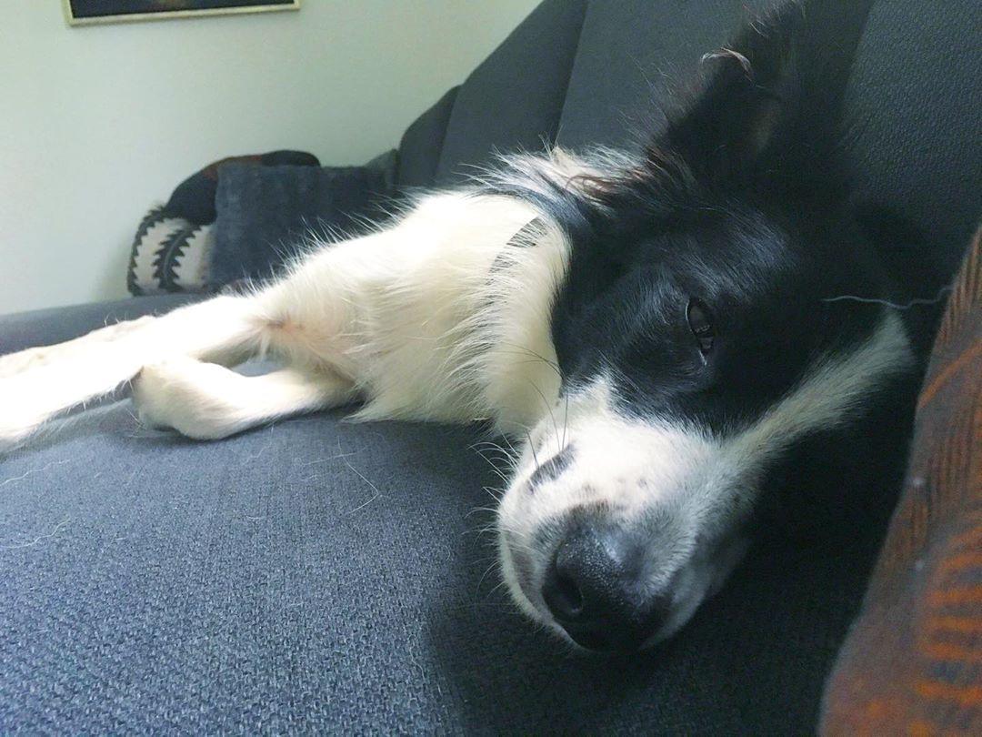 Border collie Penny billede 24