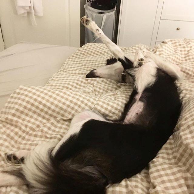 Border collie Penny billede 25