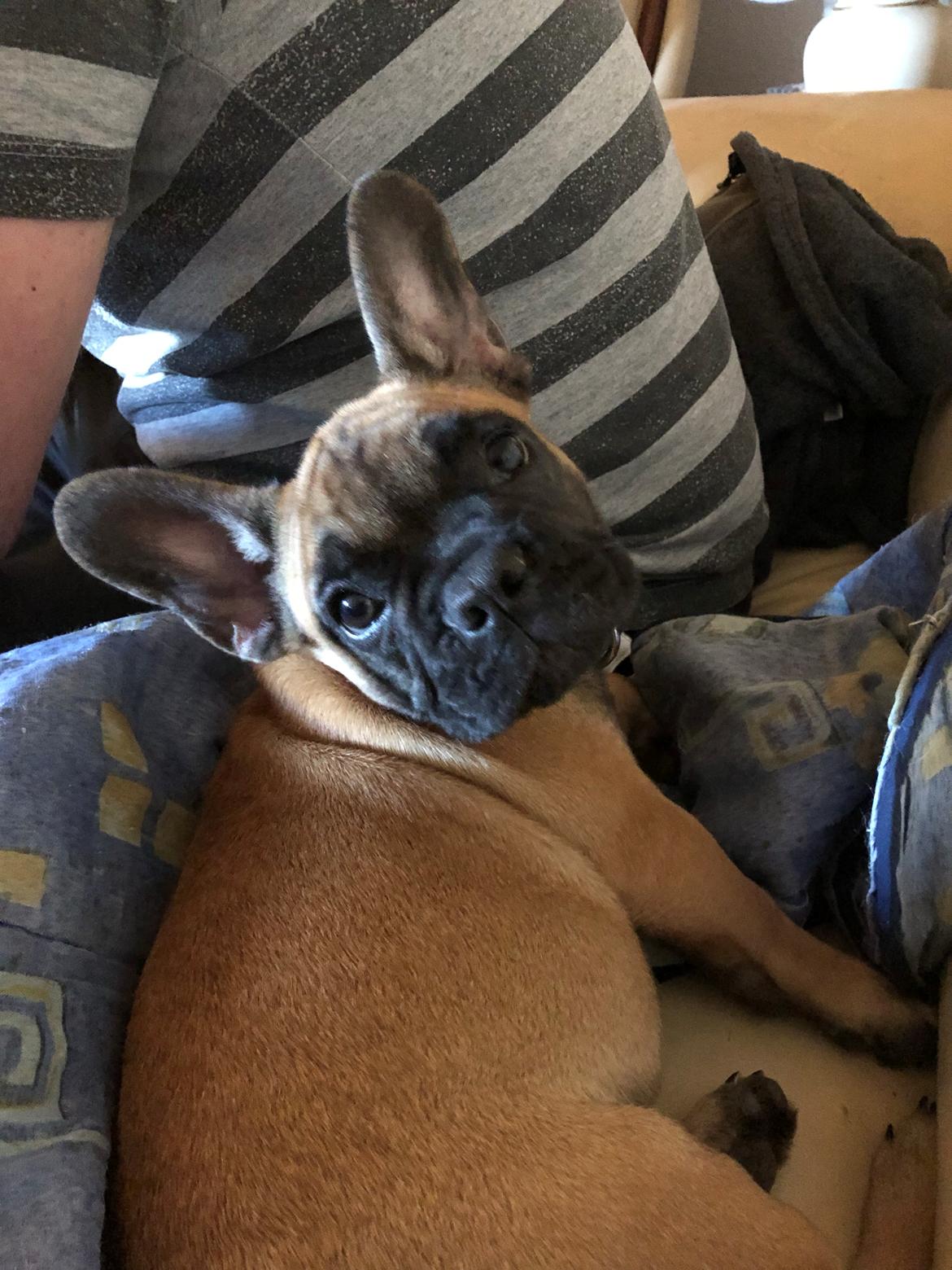 Fransk bulldog Anton billede 1