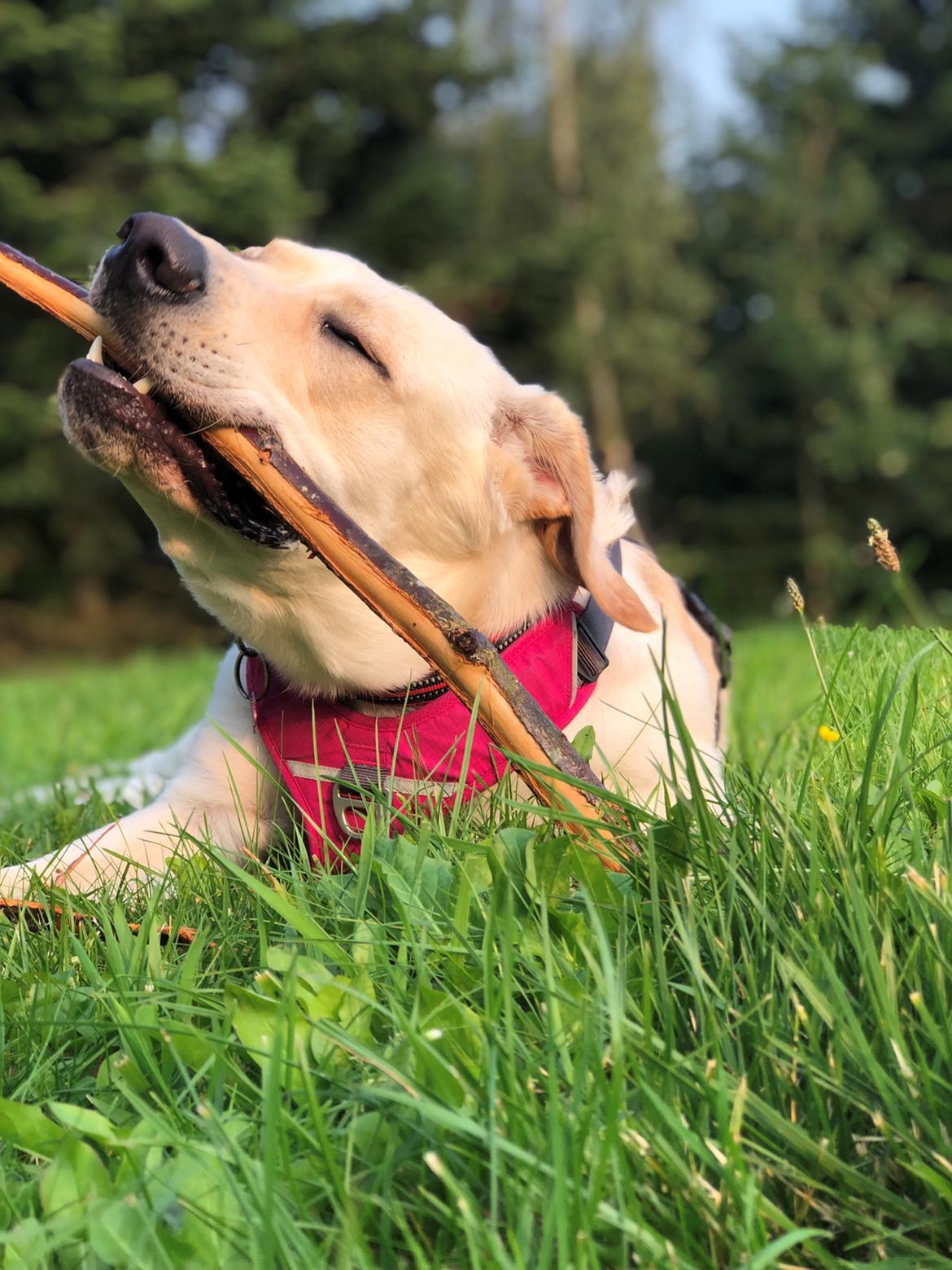 Blanding af racer Buddy Holly billede 10