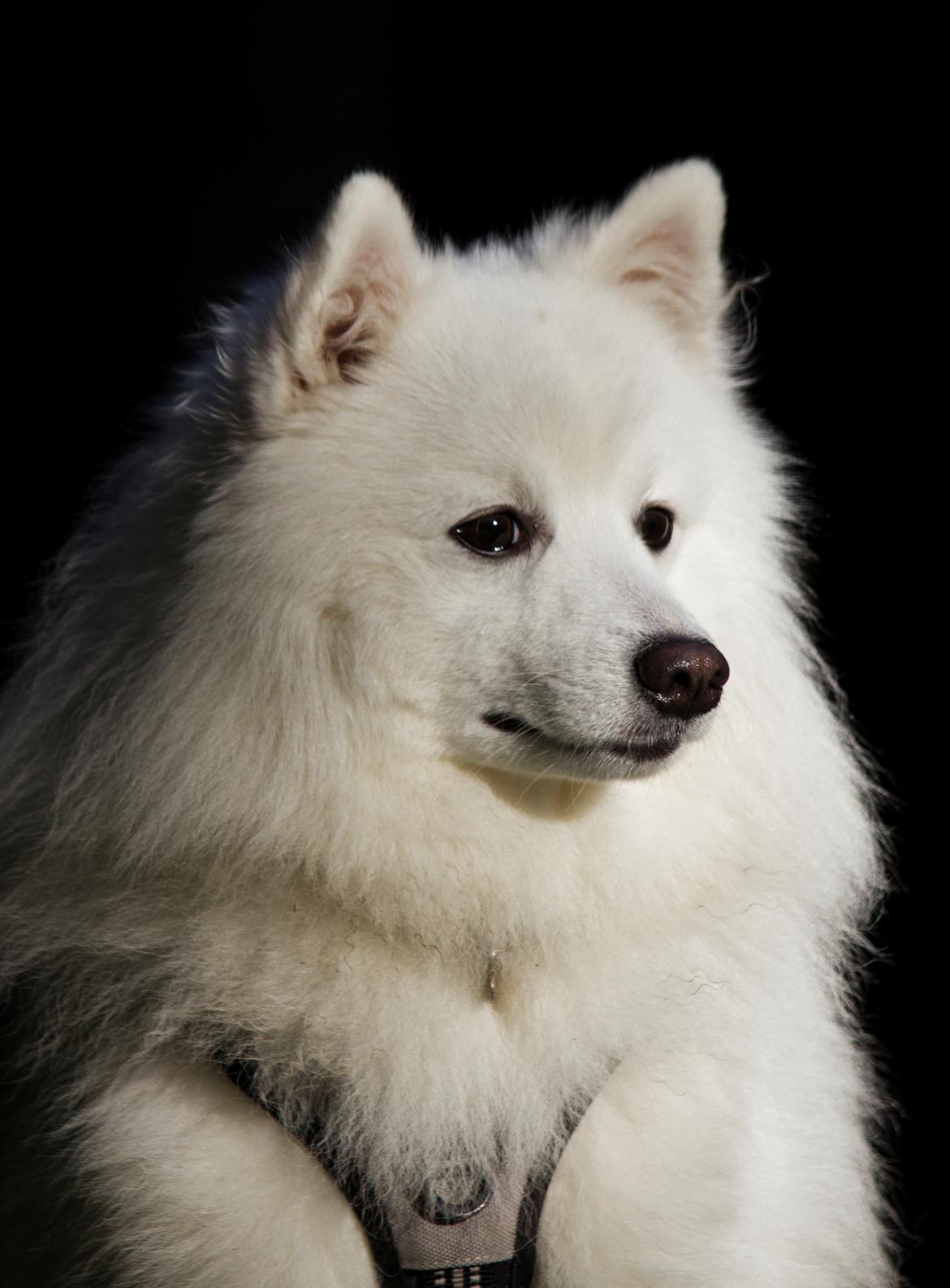 Japansk spids Keimiko Di-Shi's Genkina Iroh - I skoven d. 6/10-19 :) billede 4