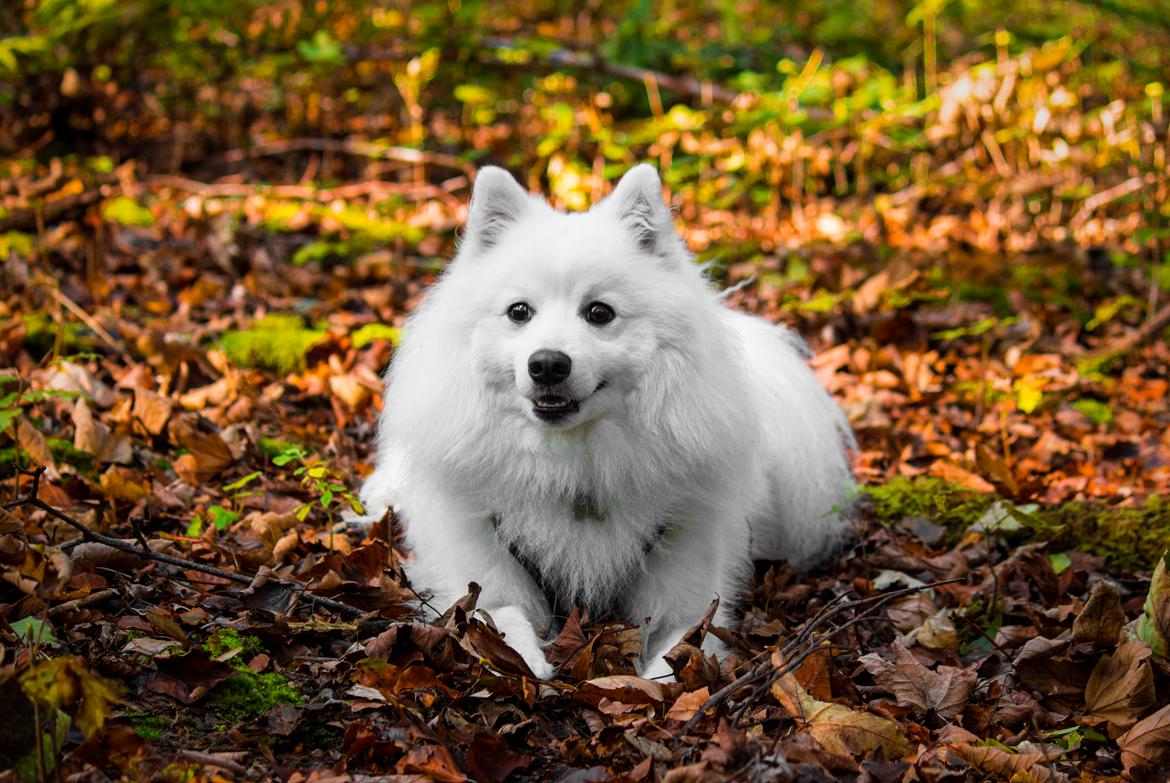 Japansk spids Keimiko Di-Shi's Genkina Iroh - I skoven d. 6/10-19 :) billede 2