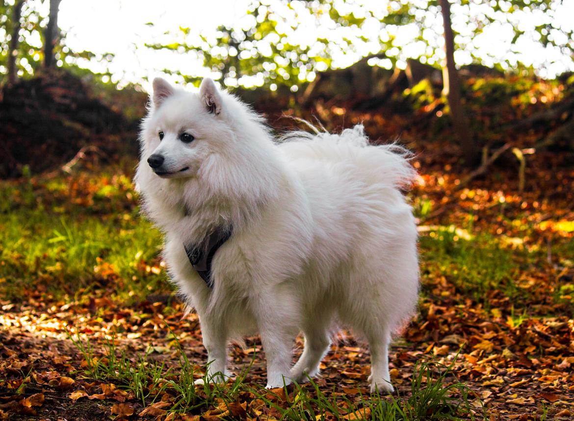 Japansk spids Keimiko Di-Shi's Genkina Iroh - I skoven d. 6/10-19 :) billede 3