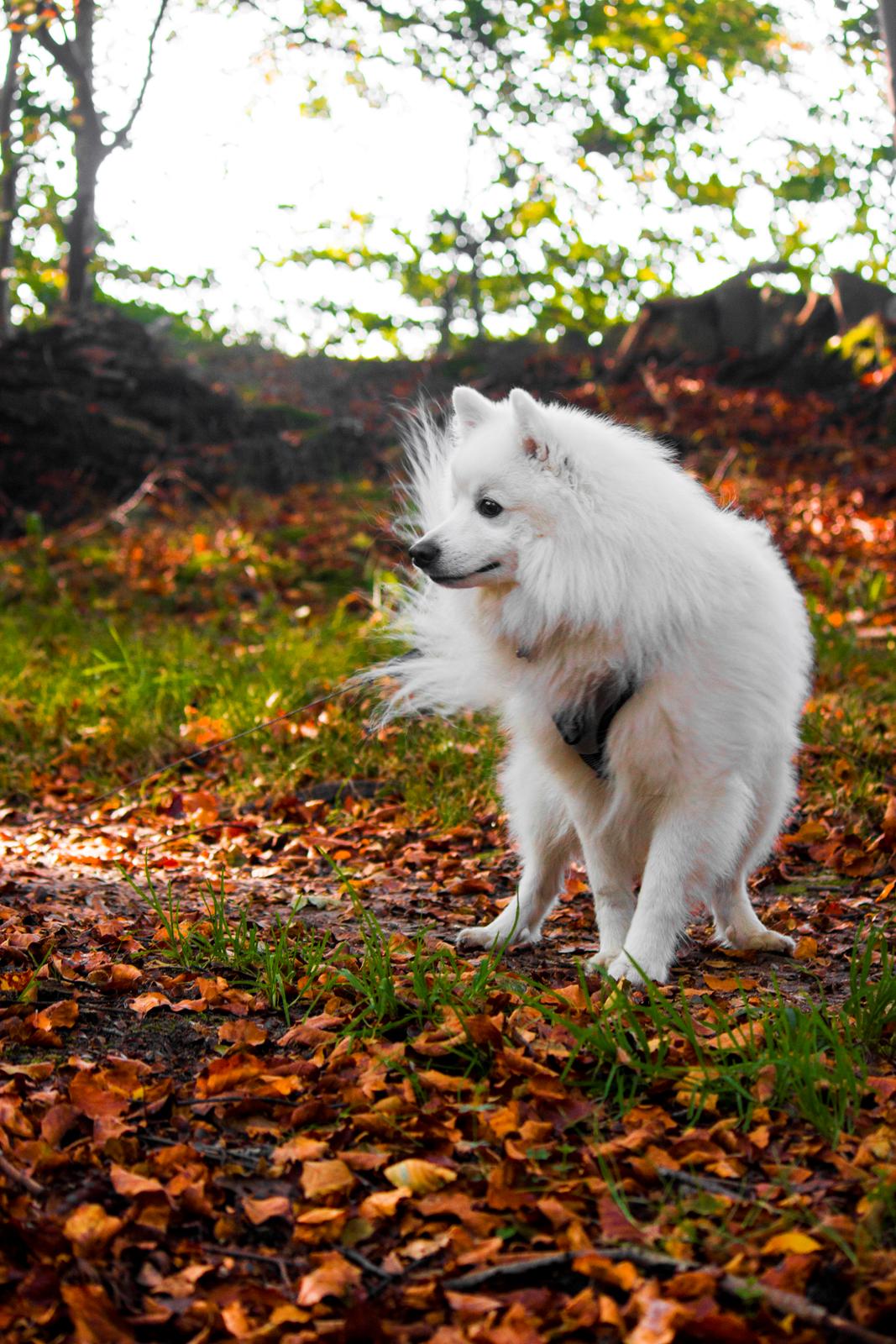 Japansk spids Keimiko Di-Shi's Genkina Iroh - I skoven d. 6/10-19 :) billede 1