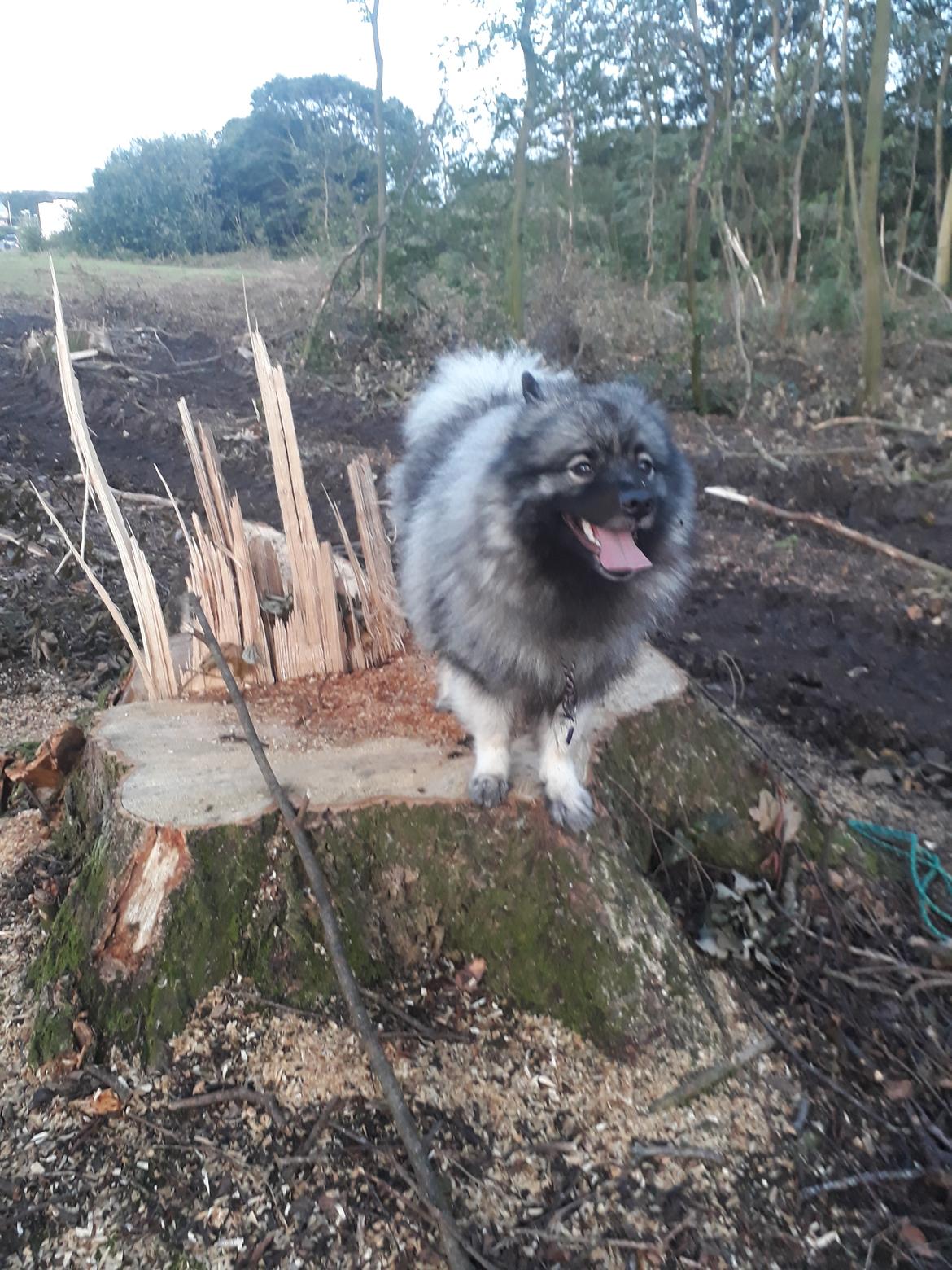 Keeshond Asdis - House of Keesgaard A Silver Past  billede 32