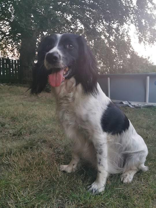 Field Trial Springer Spaniel Aja billede 8
