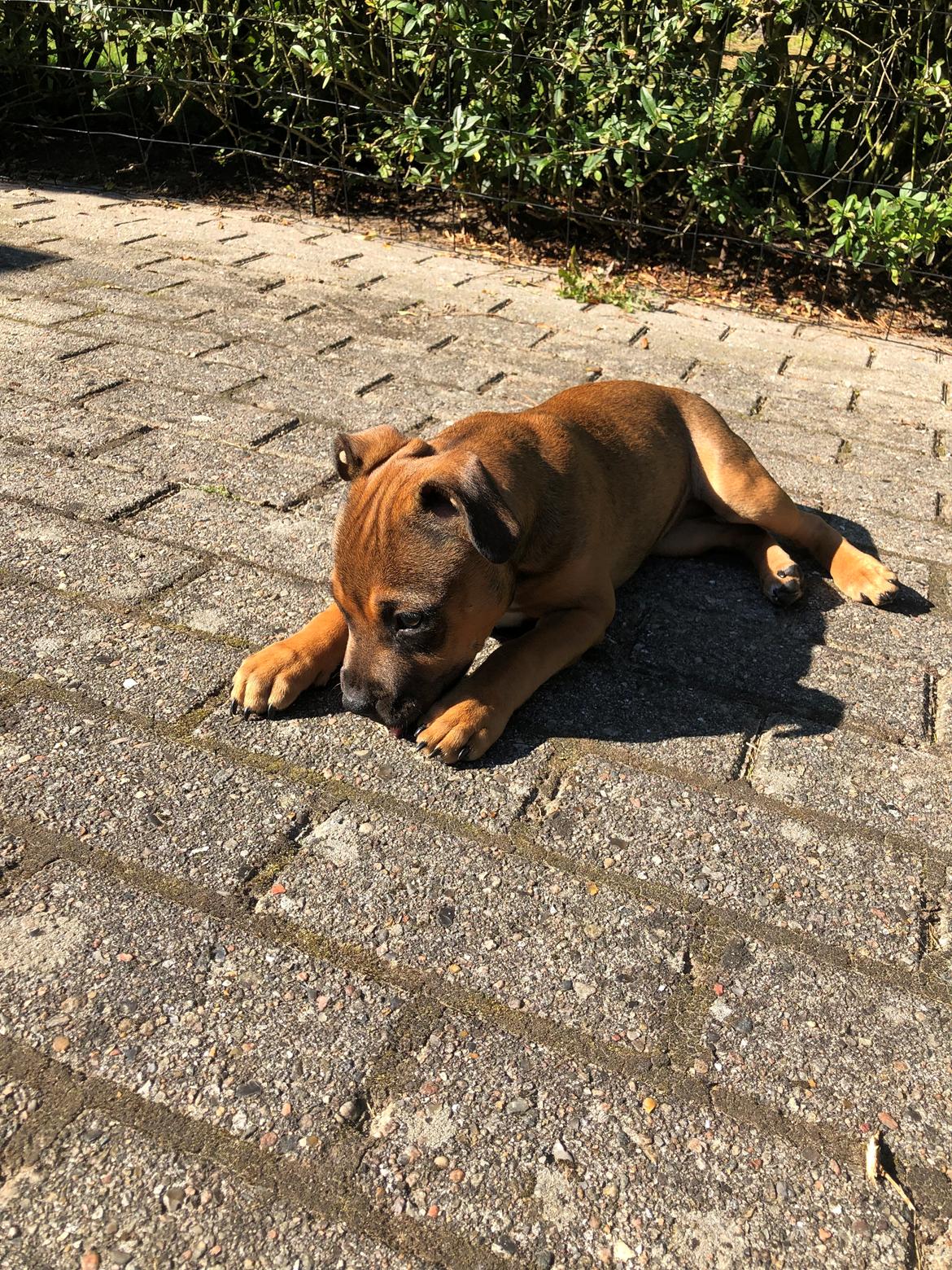 Staffordshire bull terrier Kenya  billede 19