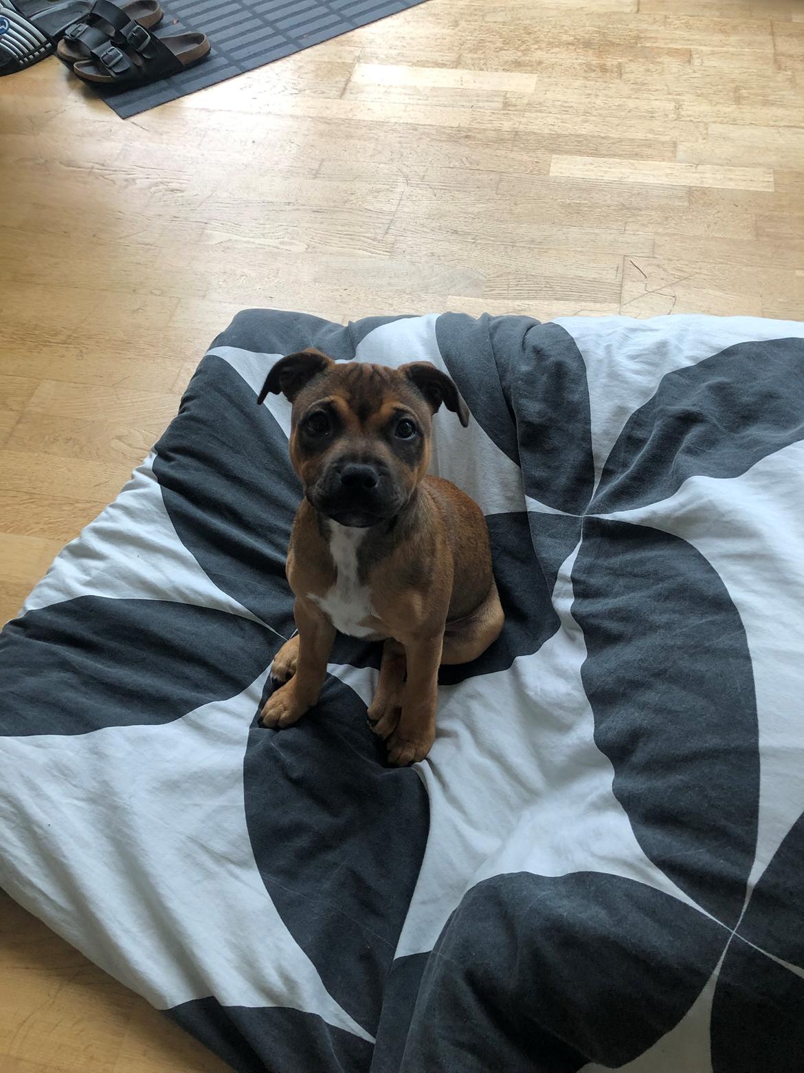 Staffordshire bull terrier Kenya  billede 20