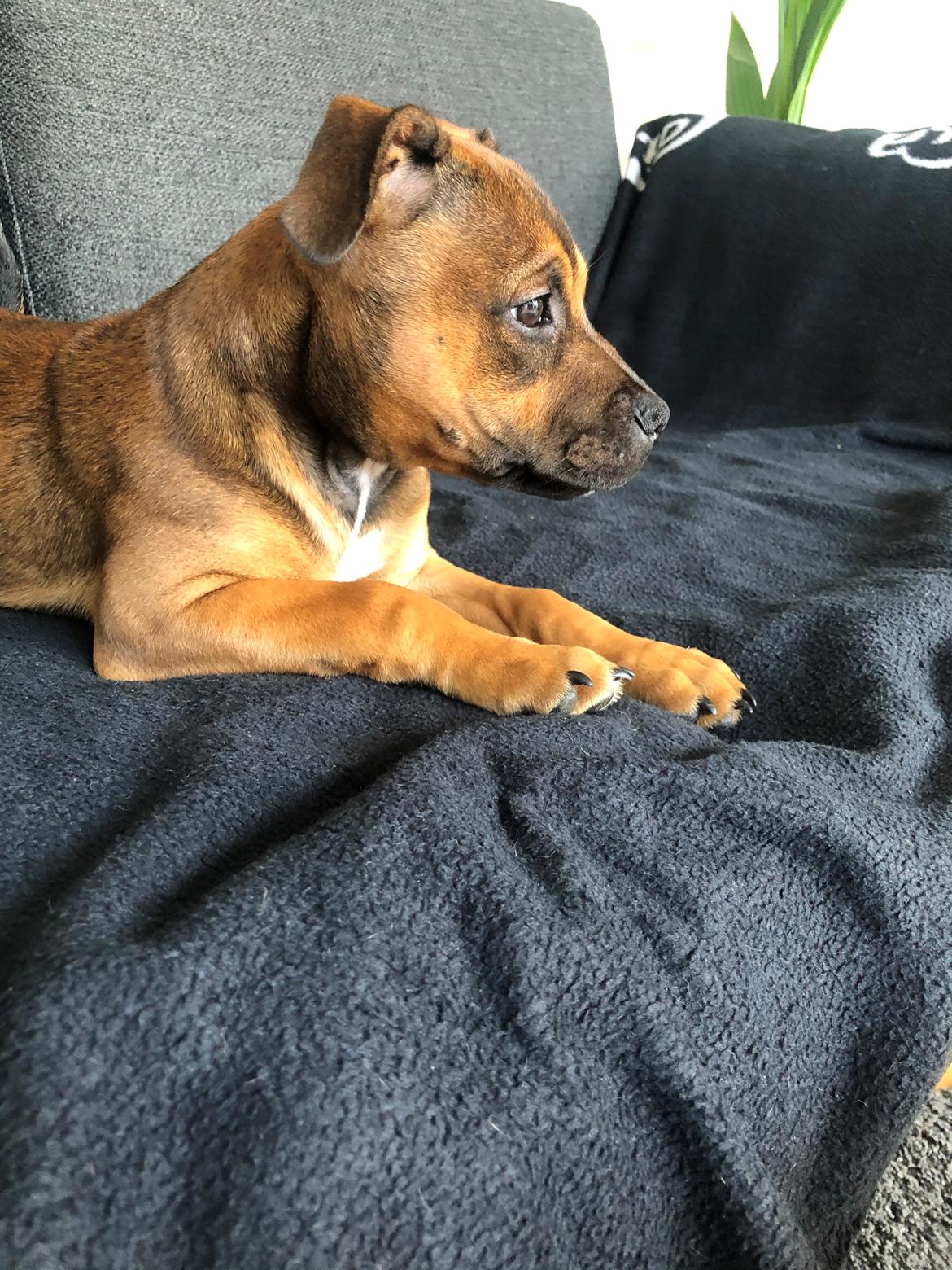 Staffordshire bull terrier Kenya  billede 21