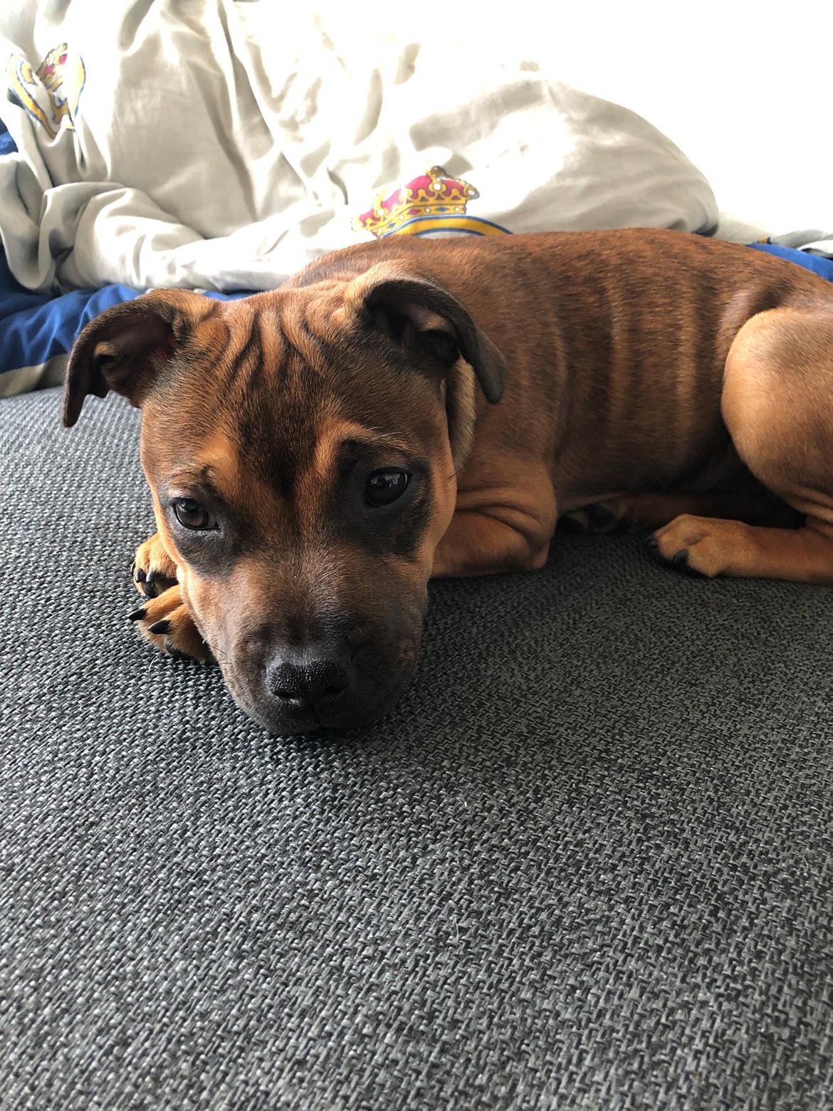 Staffordshire bull terrier Kenya  billede 22