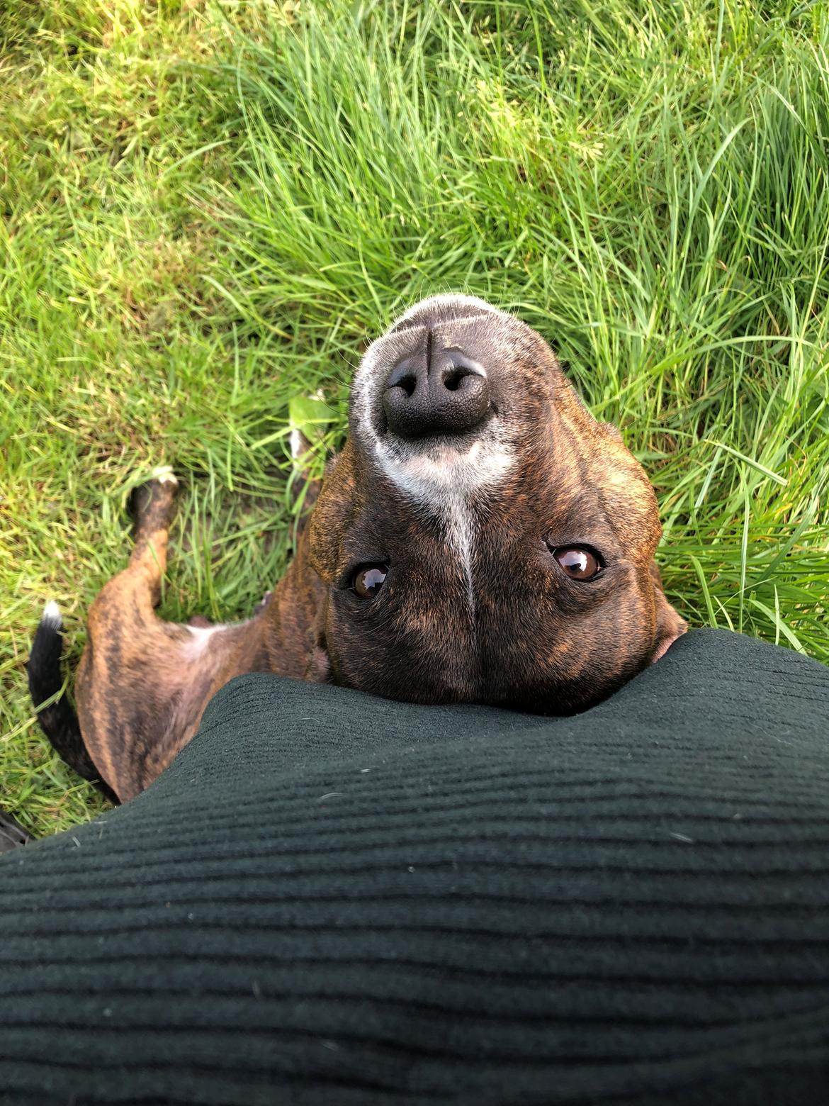 Staffordshire bull terrier Freja billede 37