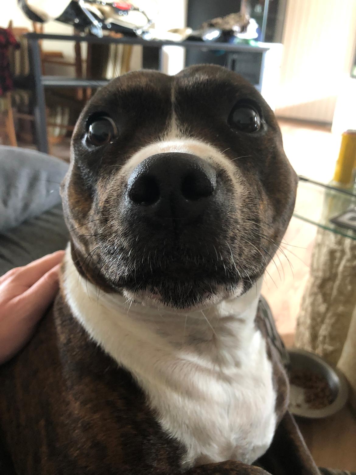 Staffordshire bull terrier Freja billede 39