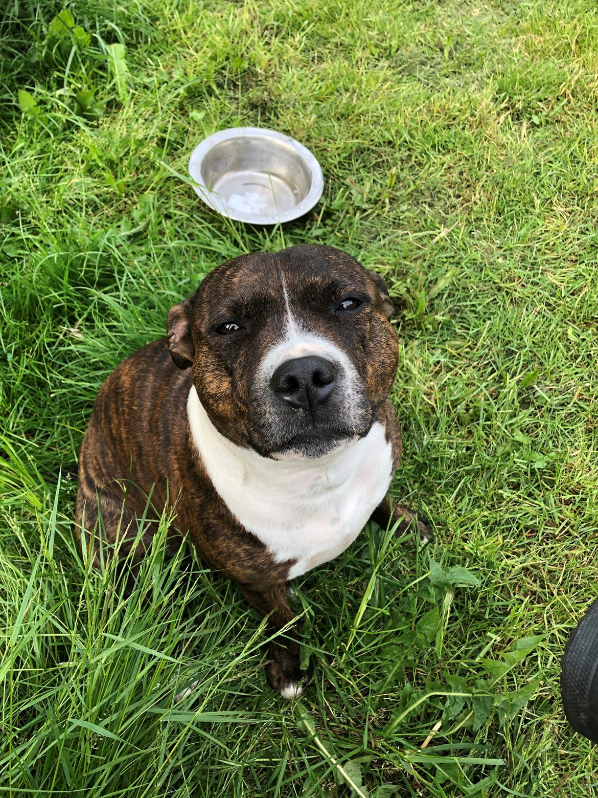 Staffordshire bull terrier Freja billede 38