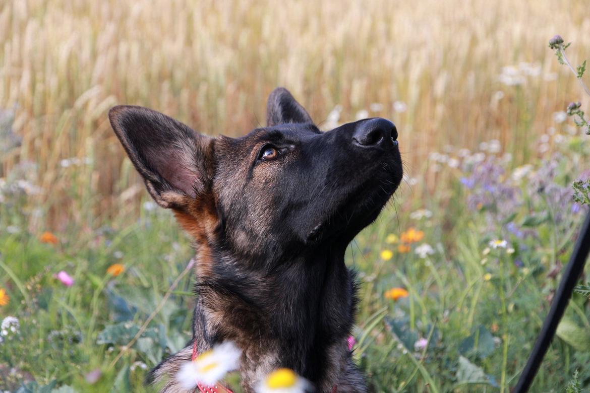 Schæferhund Saga - 6 mdr gammel billede 2