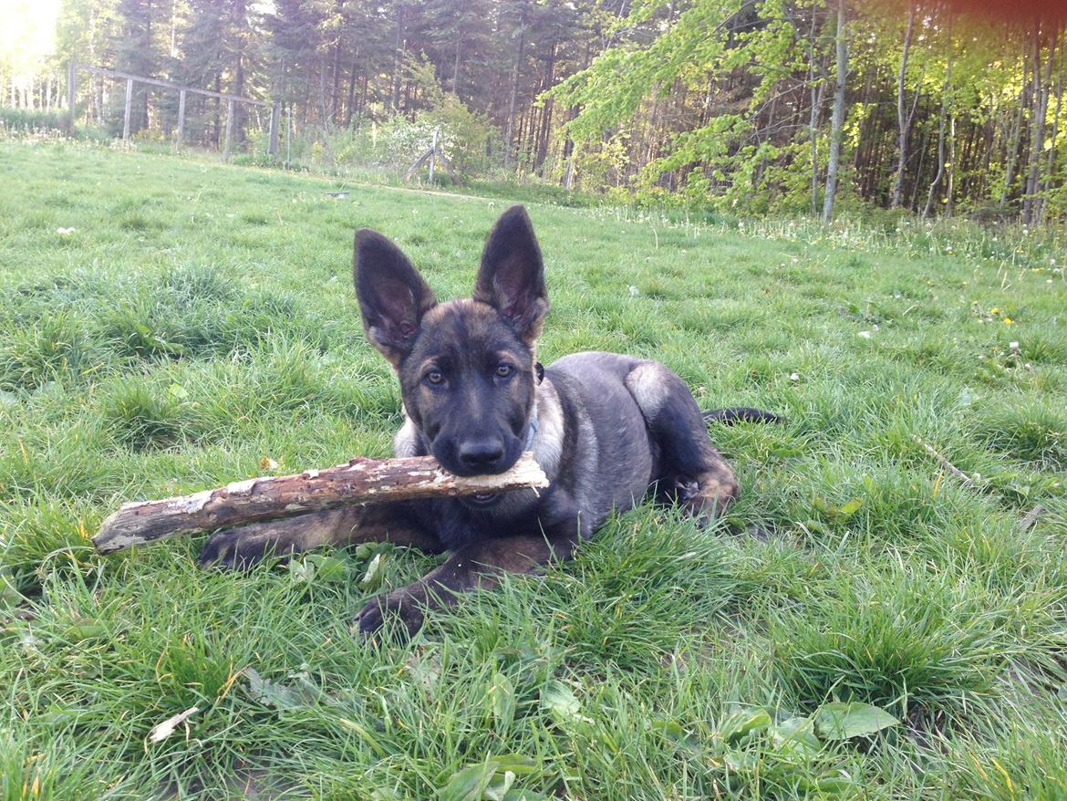 Schæferhund Saga - Leg i hundeskoven billede 6