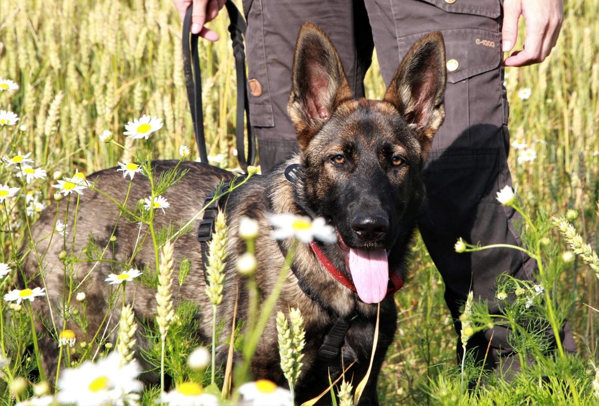 Schæferhund Saga - 6 mdr gammel billede 10