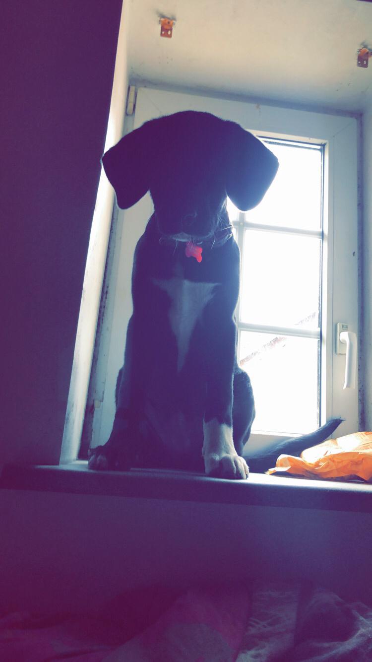 Blanding af racer Olivia billede 17