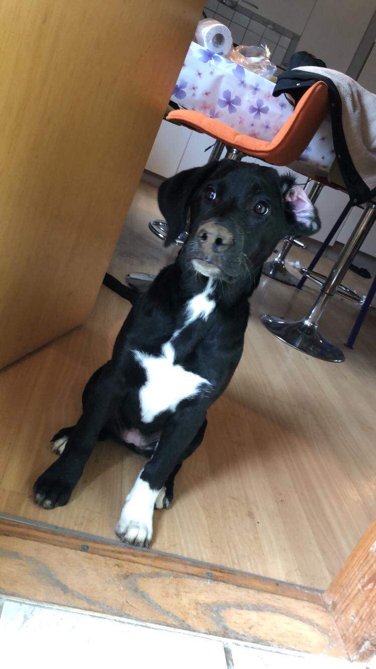 Blanding af racer Olivia billede 16