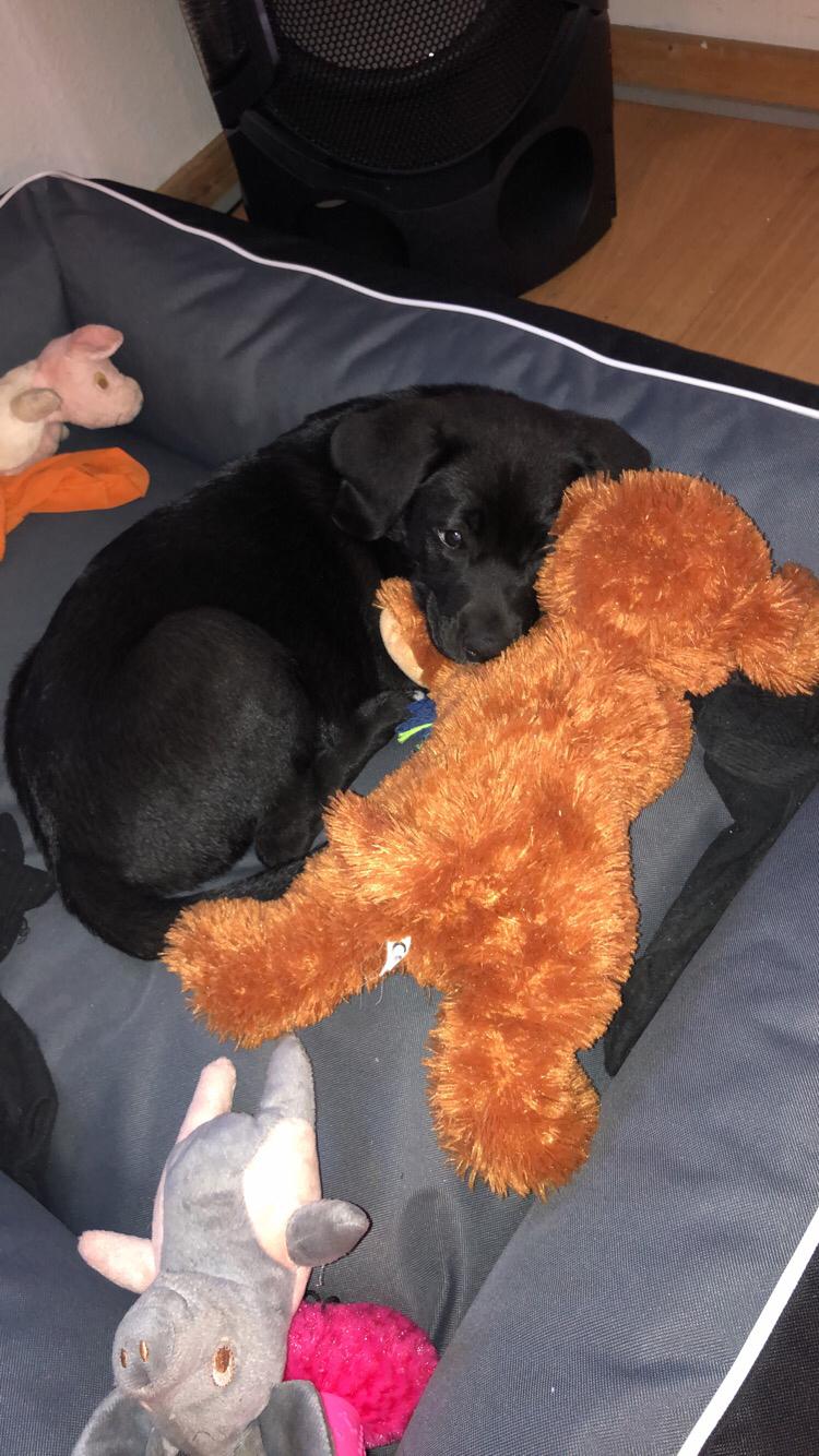 Blanding af racer Olivia billede 19