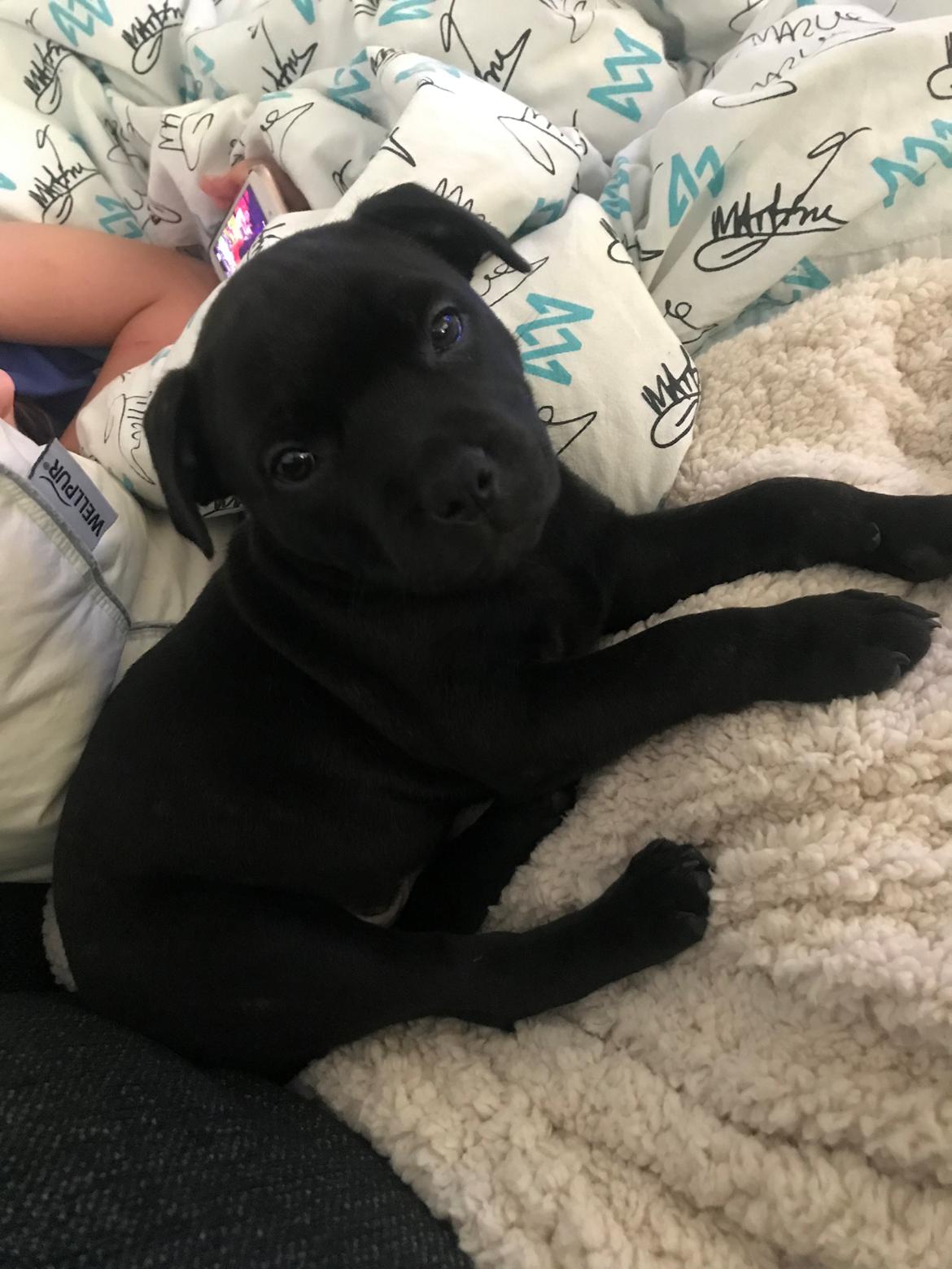 Staffordshire bull terrier Milo billede 3