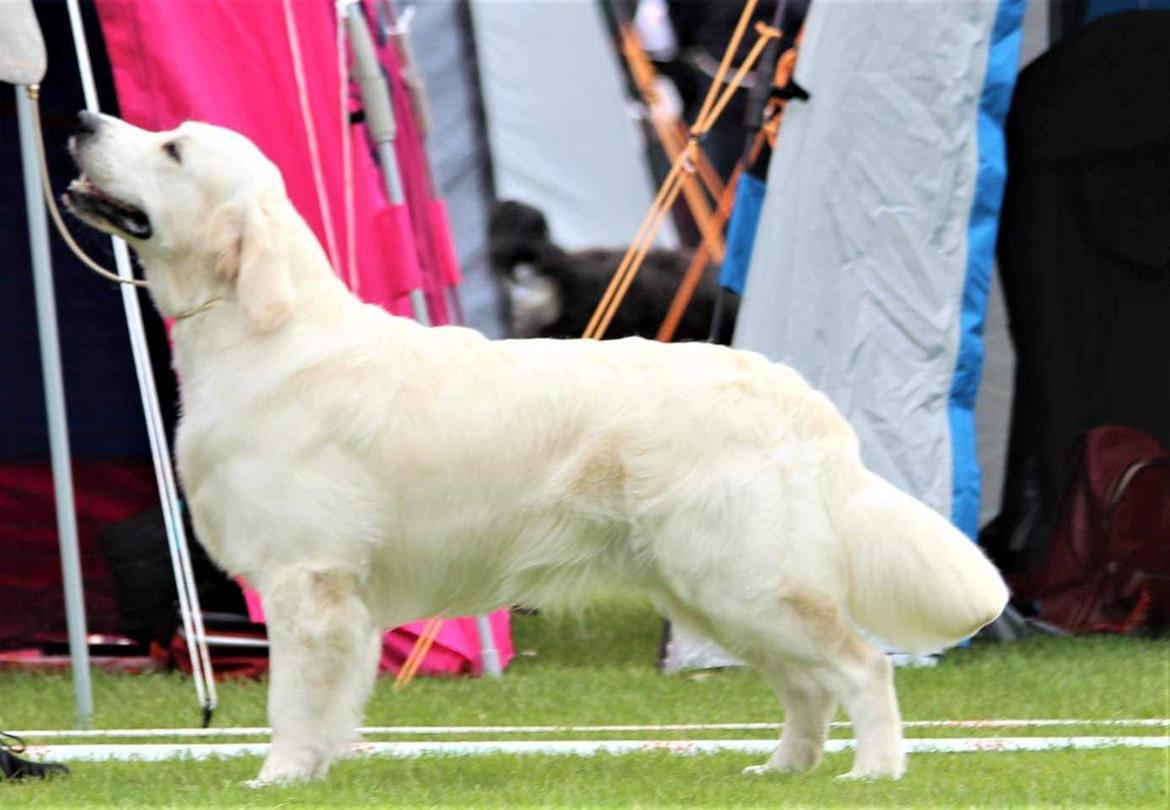Golden retriever DKCH(U) DKJUCH Manhattan V.D. Corner Brook - Manhattan V. D. Corner Brook "Cava" 10 mdr billede 44