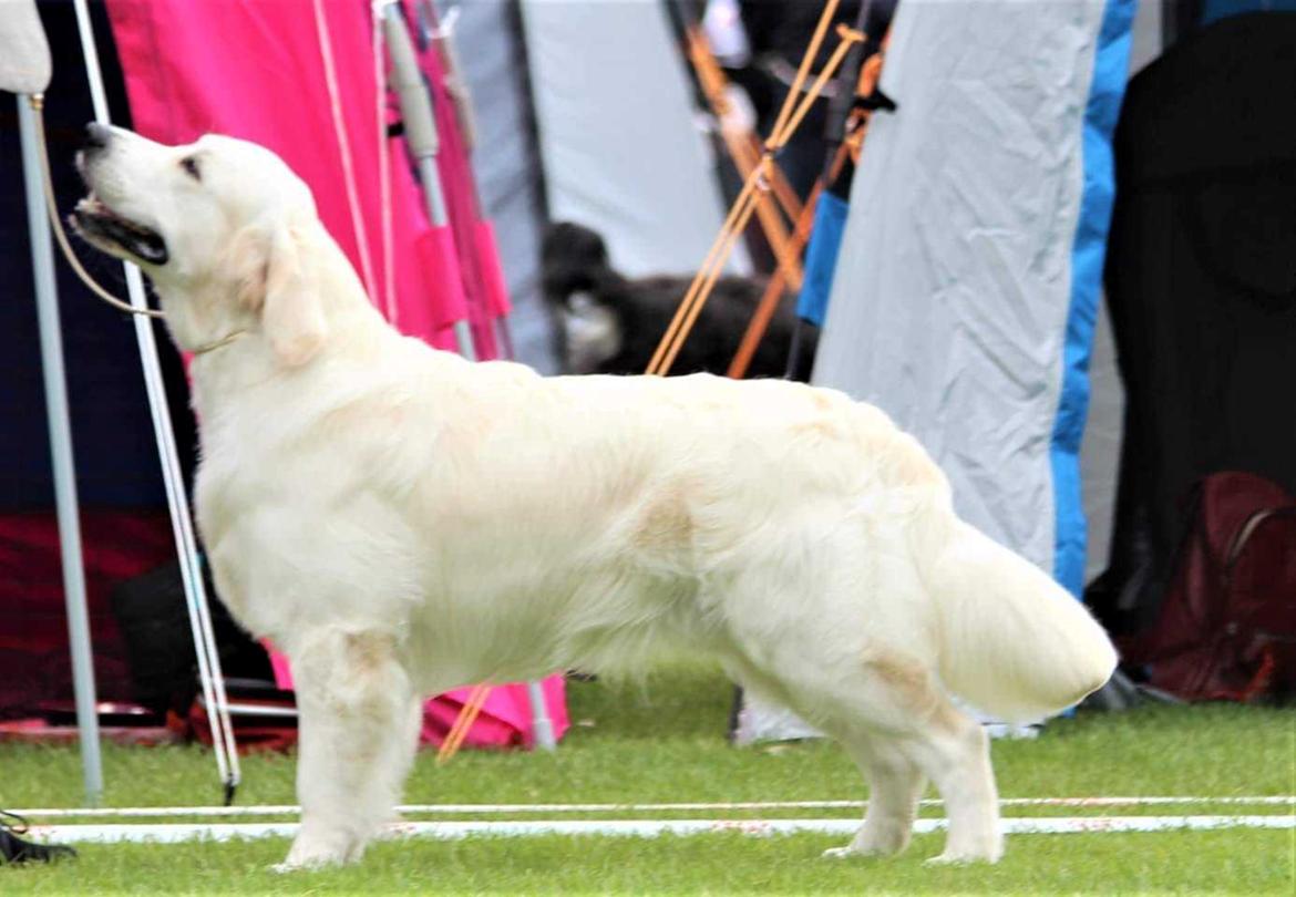 Golden retriever DKJUCH Manhattan V.D. Corner Brook - Manhattan V. D. Corner Brook "Cava" 10 mdr billede 42