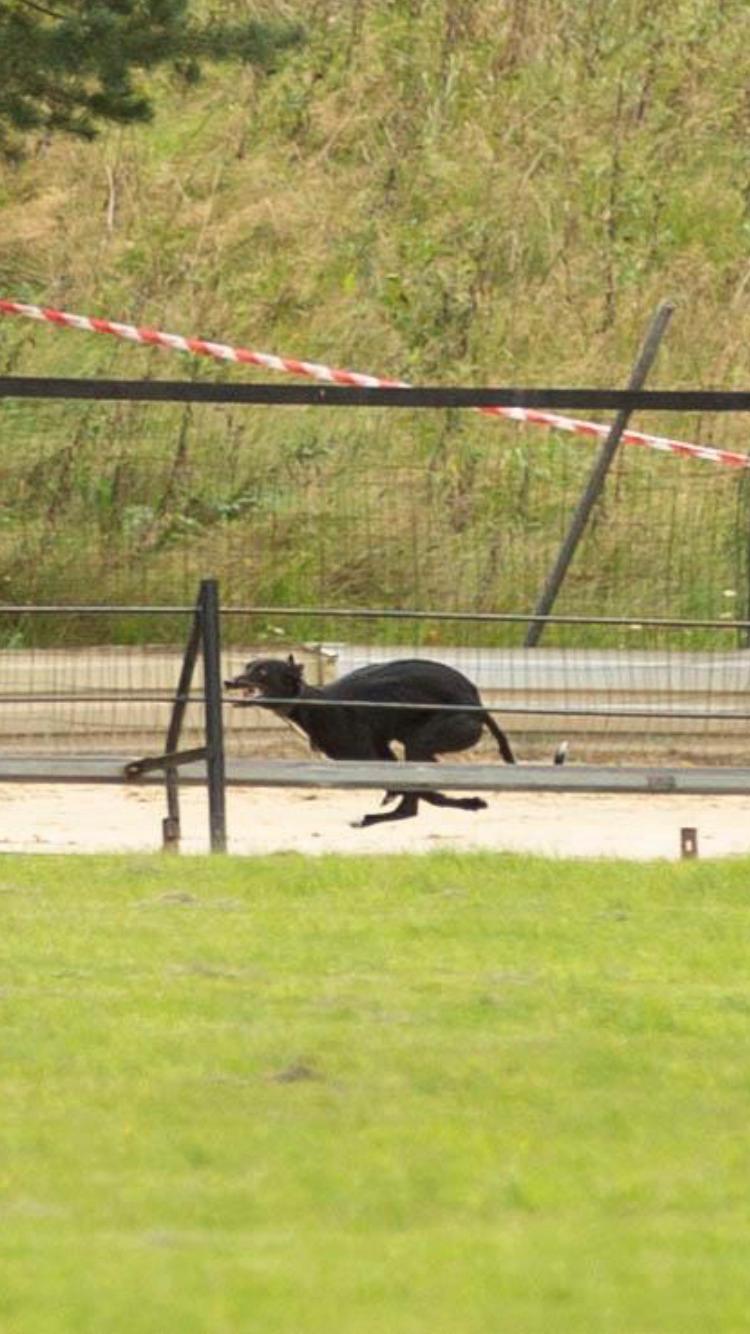 Whippet Coastwind Racing Amanda  billede 1