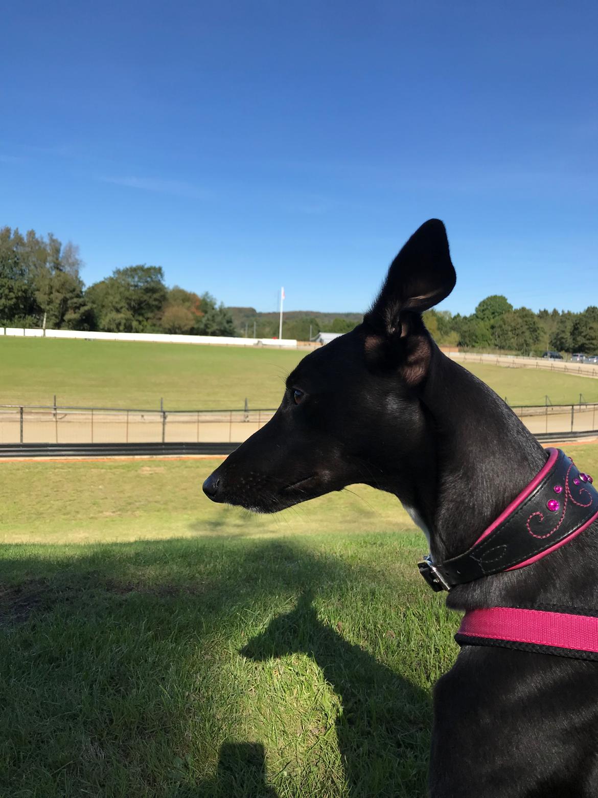 Whippet Coastwind Racing Amanda  billede 6