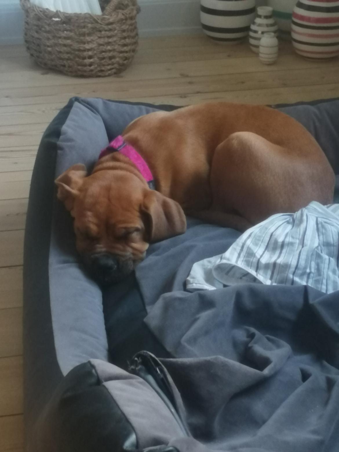 Blanding af racer Molly billede 3