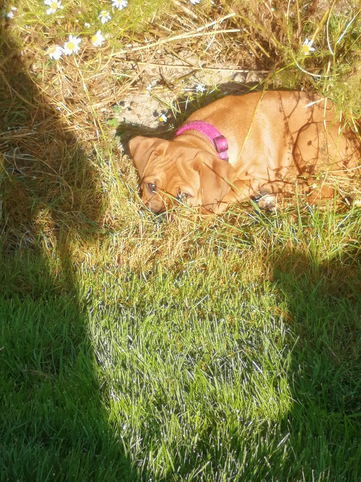 Blanding af racer Molly billede 8