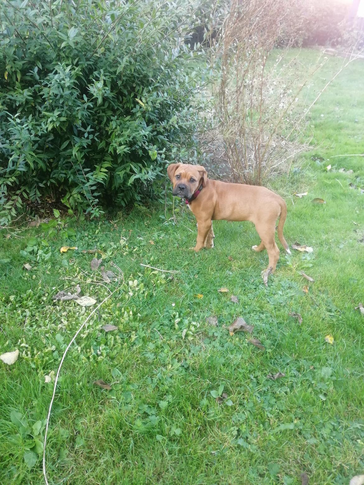 Blanding af racer Molly billede 7