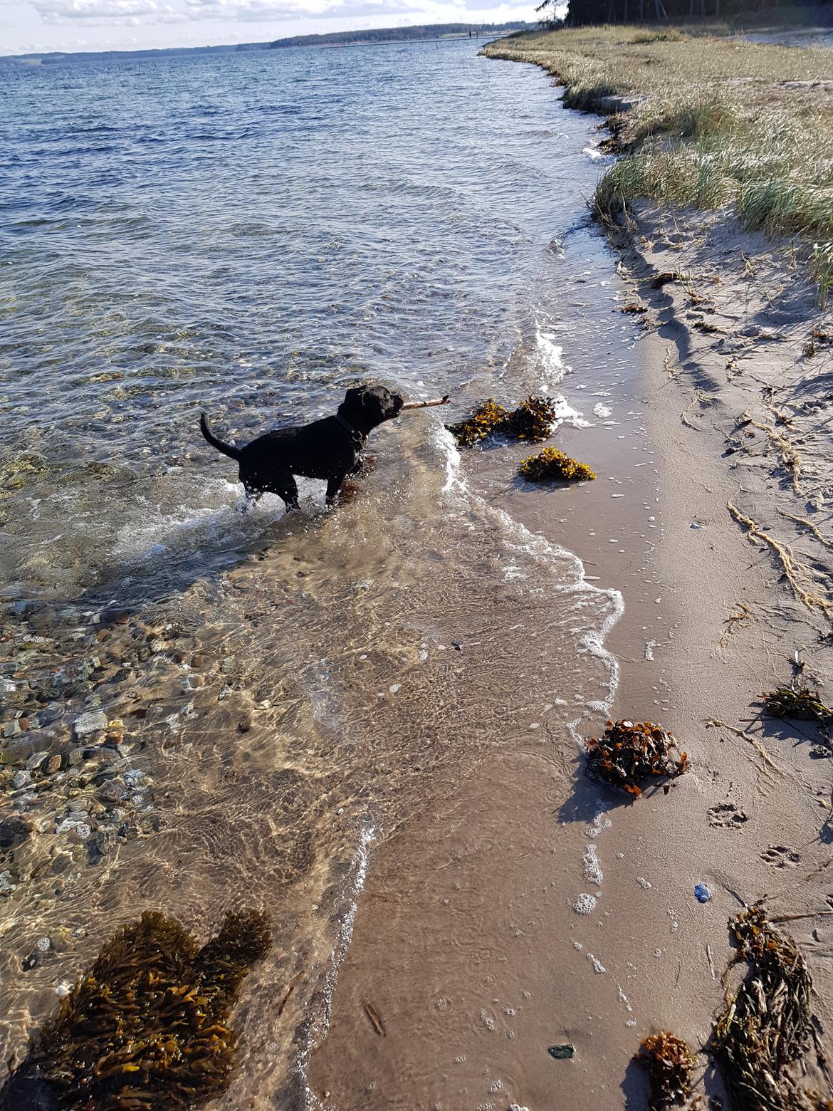 Staffordshire bull terrier Ludvig billede 3