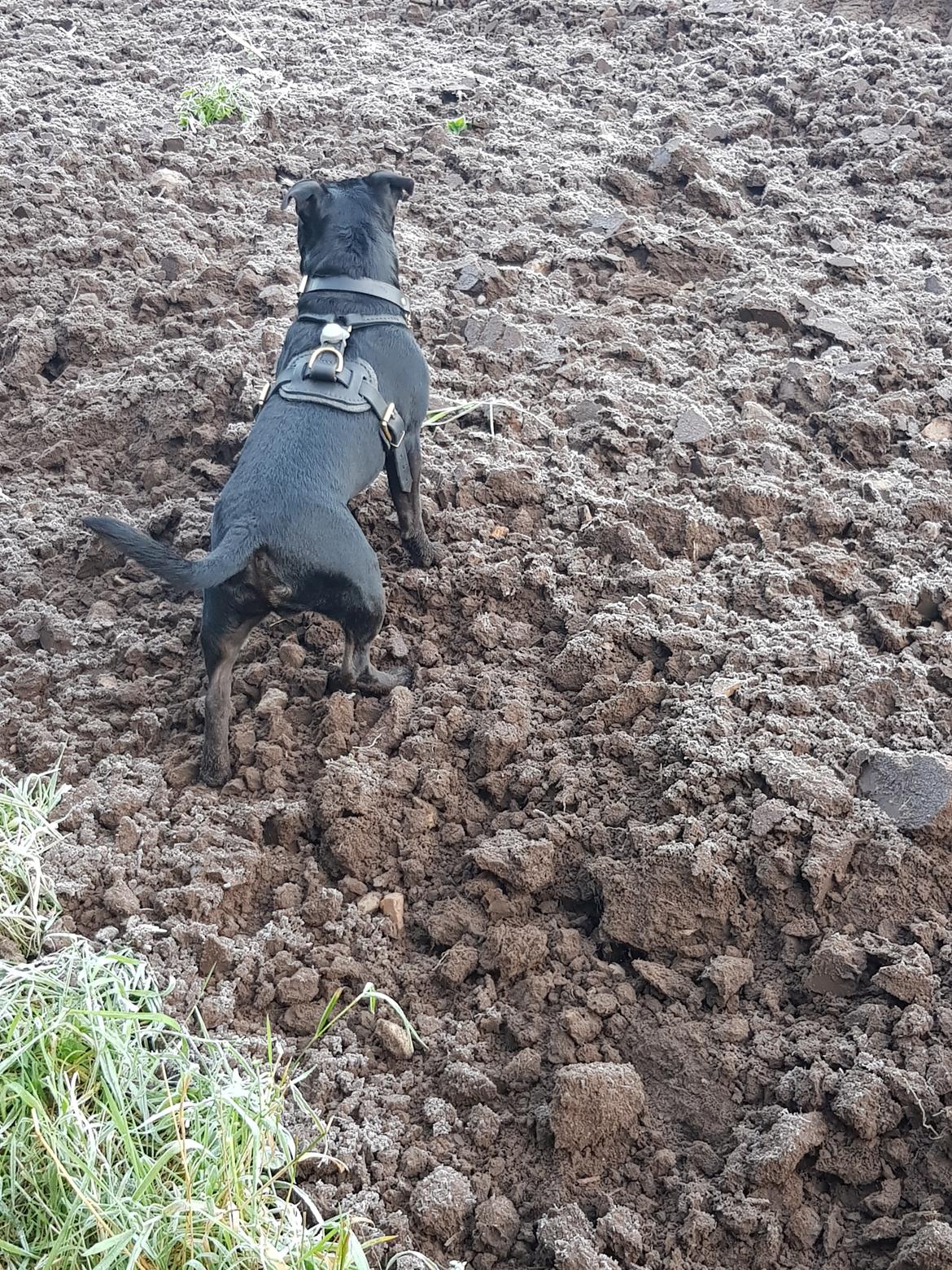 Staffordshire bull terrier Ludvig billede 4