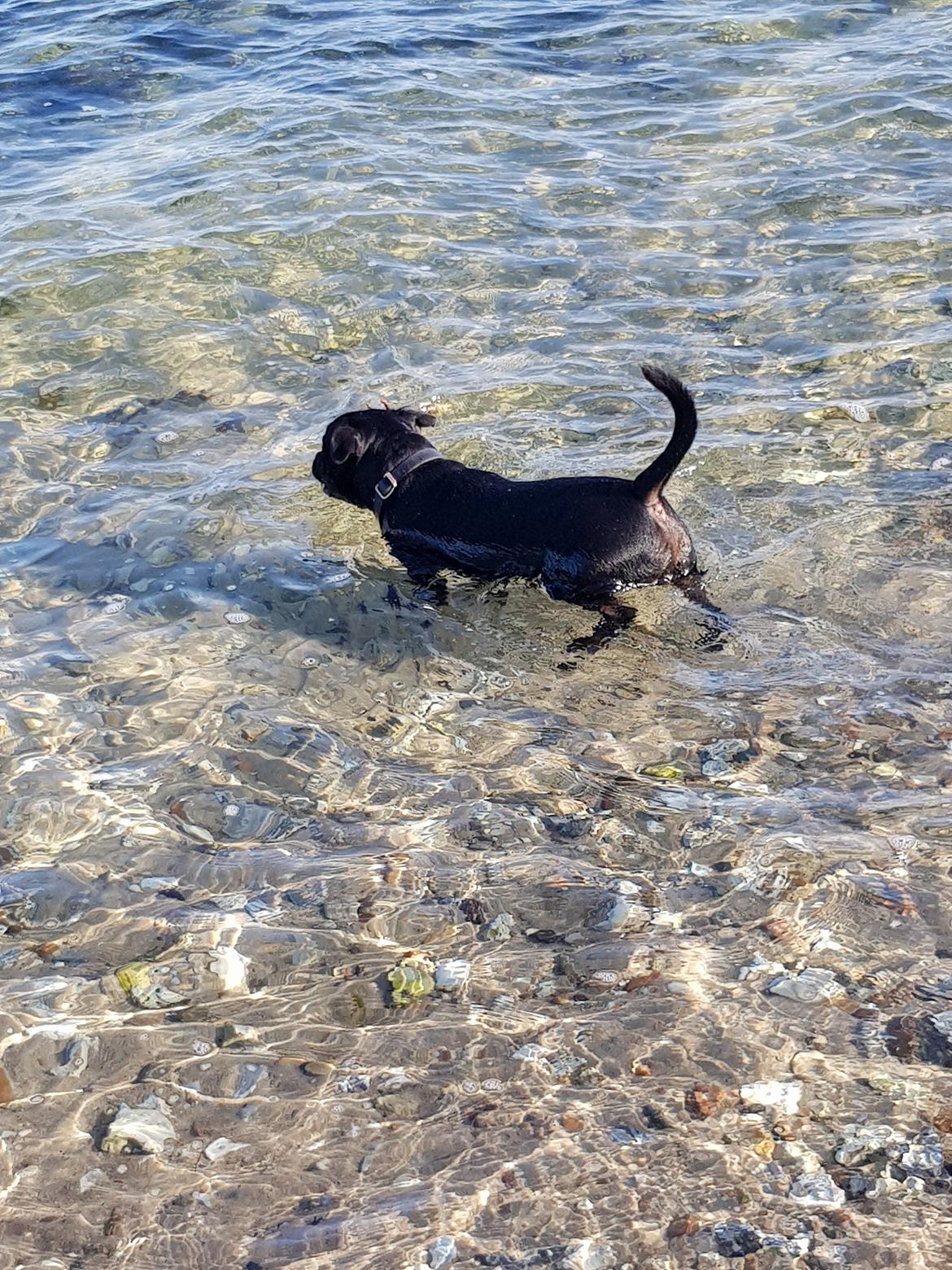 Staffordshire bull terrier Ludvig billede 2