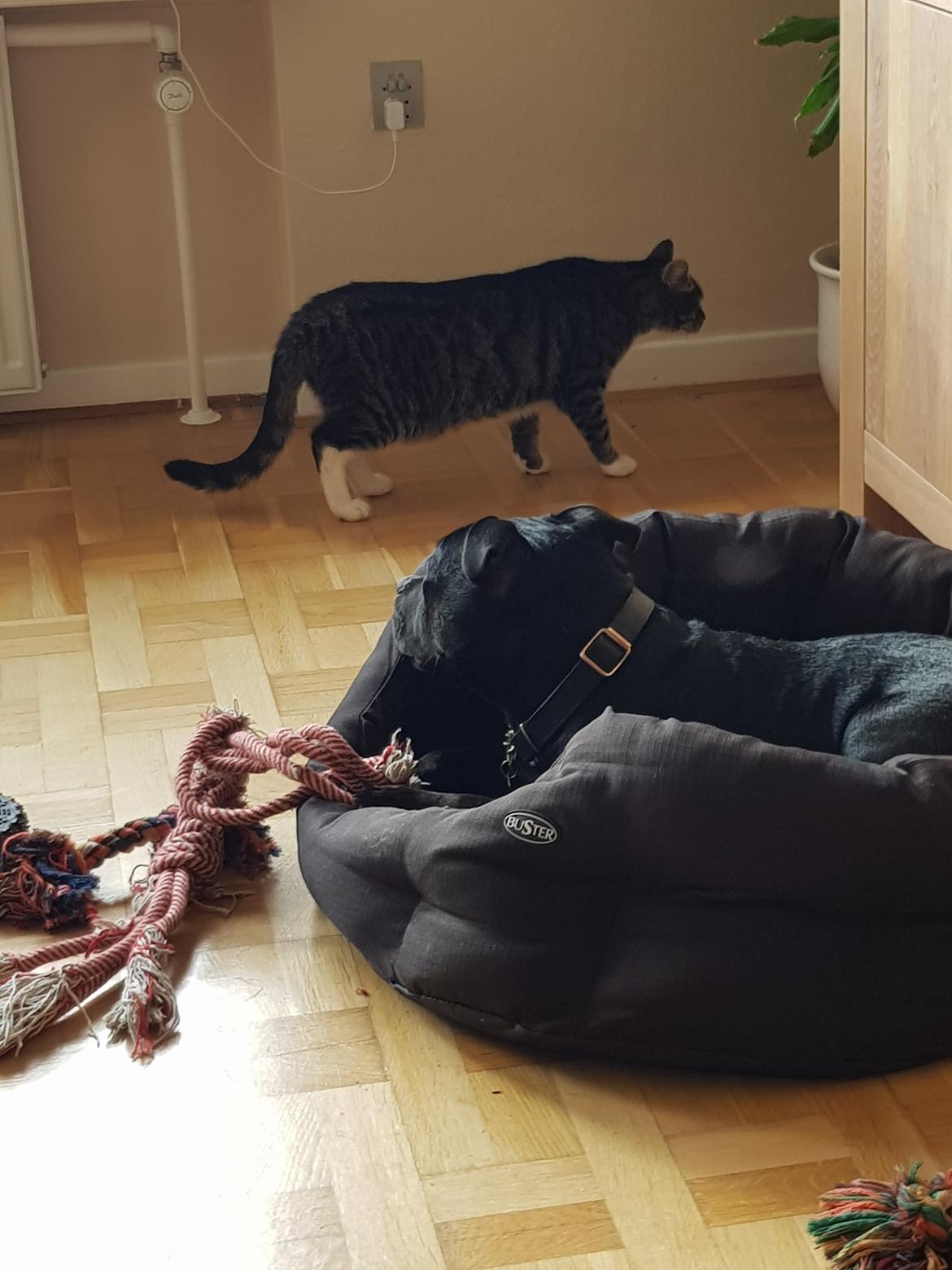 Staffordshire bull terrier Ludvig billede 6