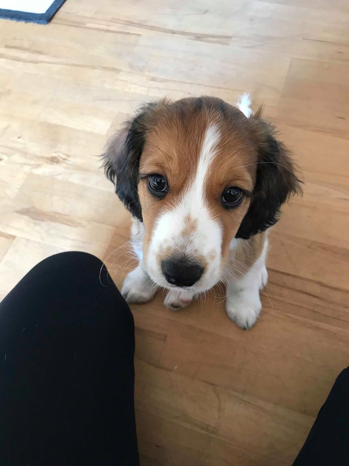 Kooikerhondje Theo billede 9