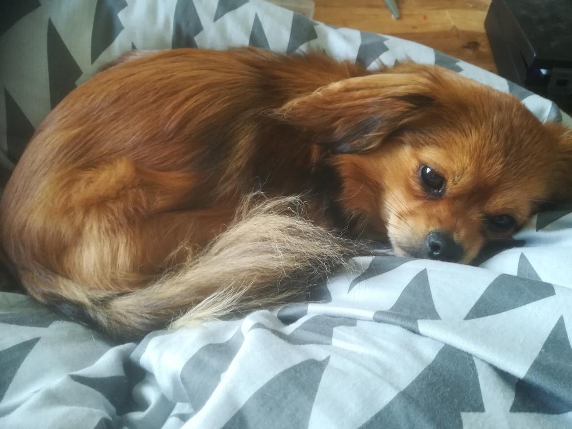 Blanding af racer Molly billede 10