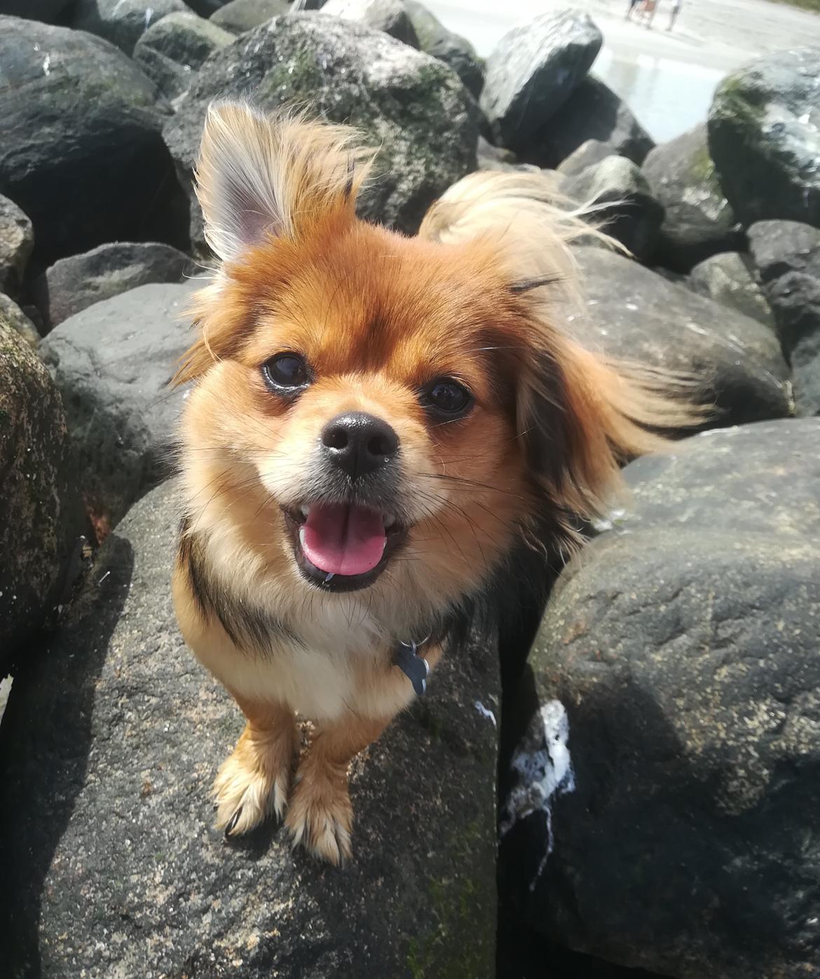 Blanding af racer Molly billede 2