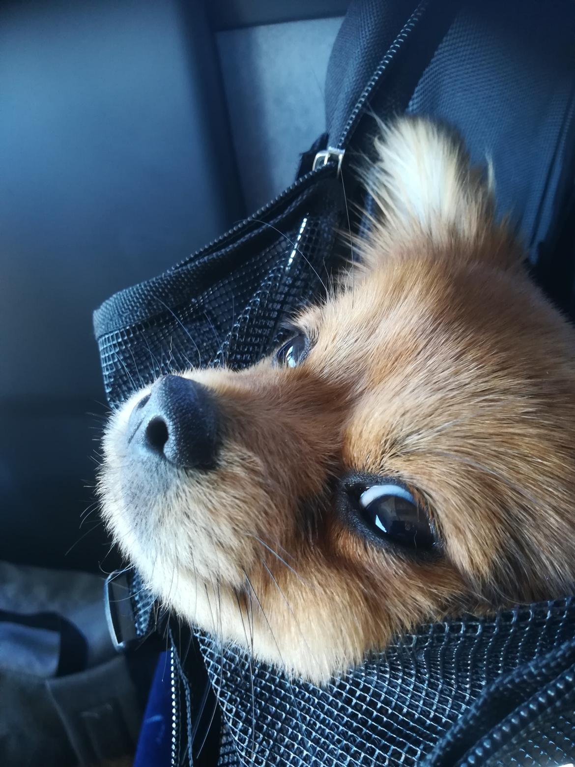 Blanding af racer Molly billede 11