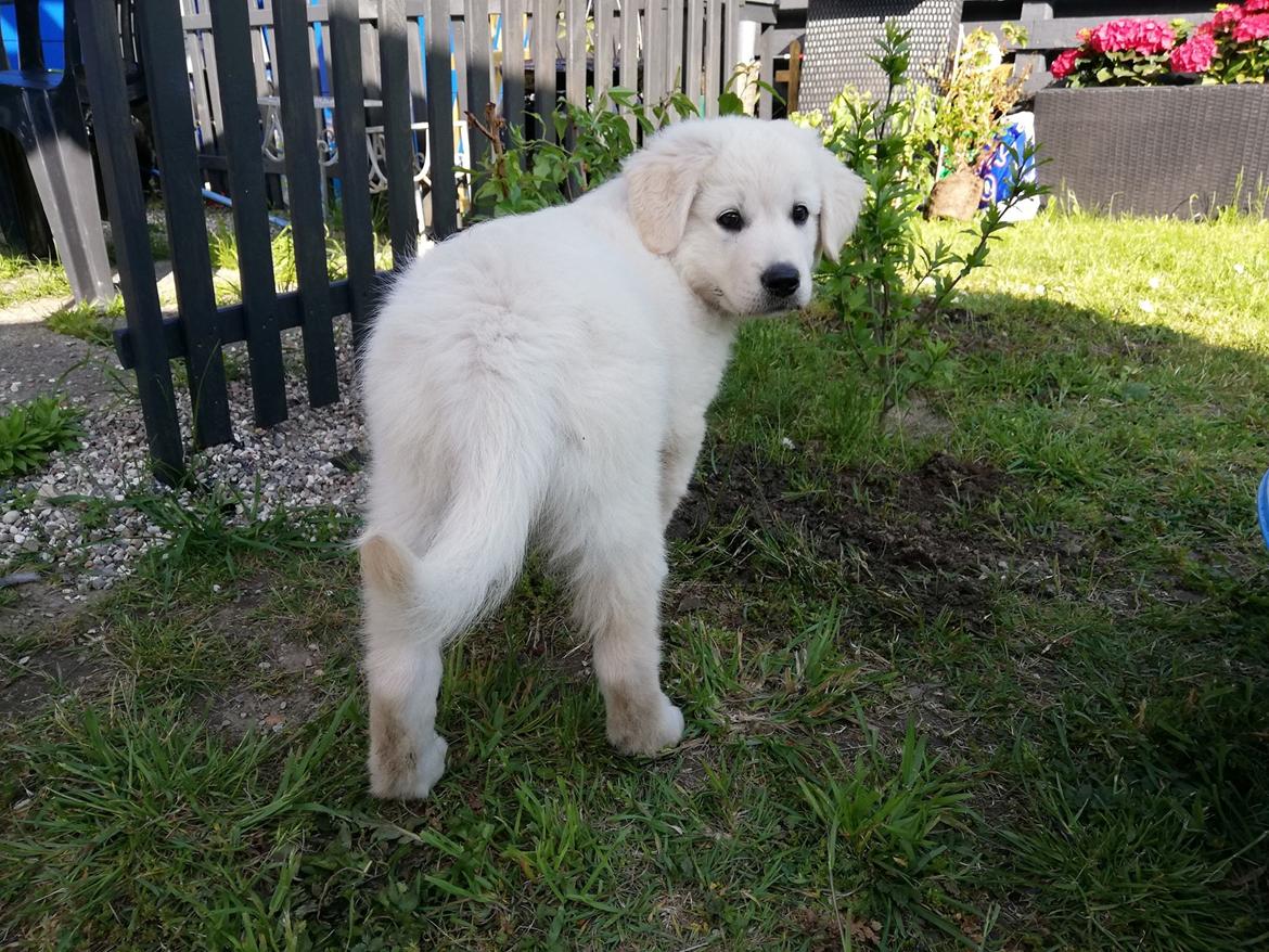 Blanding af racer Aya billede 5