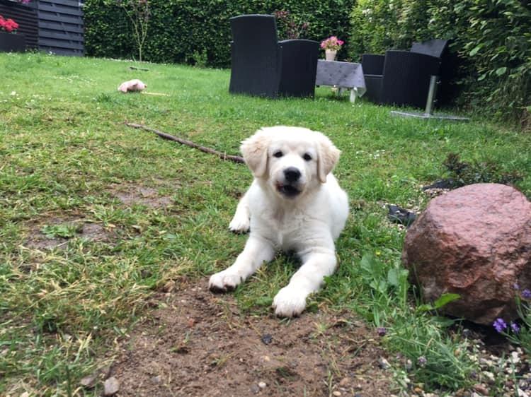 Blanding af racer Aya billede 8