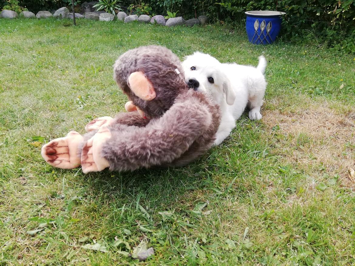 Blanding af racer Aya billede 11