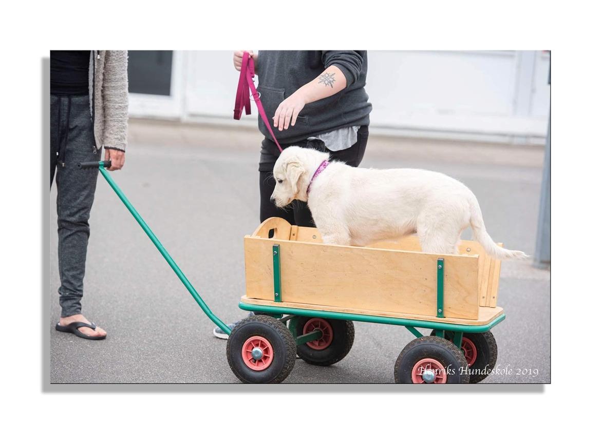 Blanding af racer Aya billede 14